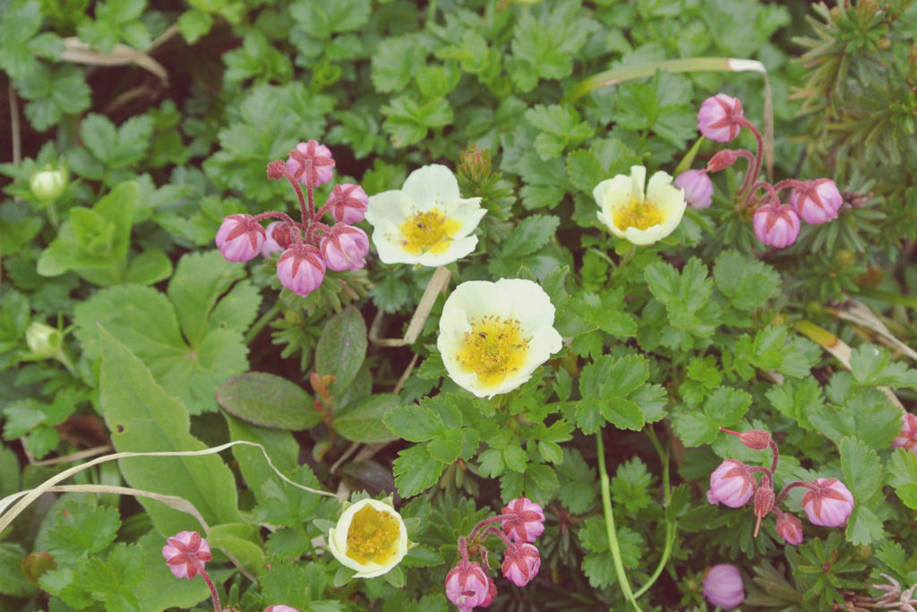 富良野岳の山花：エゾノツガザクラとチングルマ